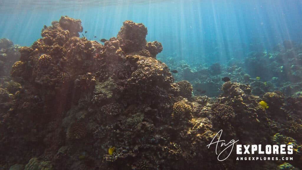 Reef and lava rock shore snorkeling in Maui