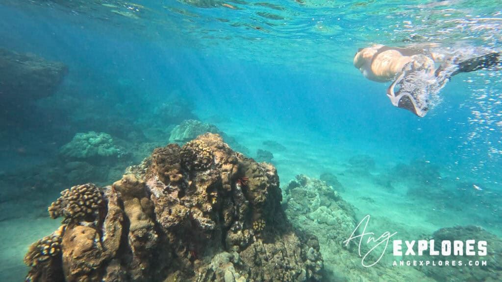 Shore snorkeling at Maluaka Beach Maui