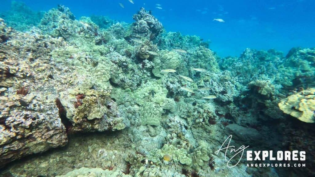 Reef and fish at Maluaka Beach Maui