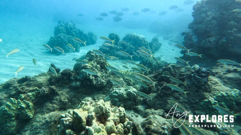 Schools of fish Shore Snorkeling in Maui