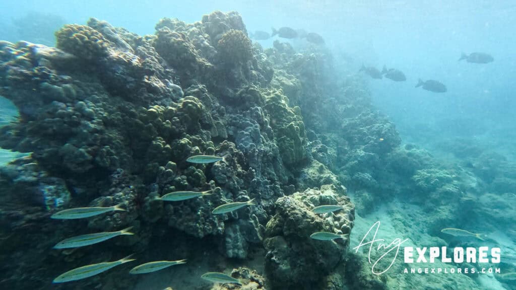 Fish Seen Shore Snorkeling in Maui