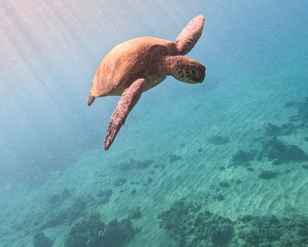Swimming with sea turtles at Maluaka Beach Hawaii