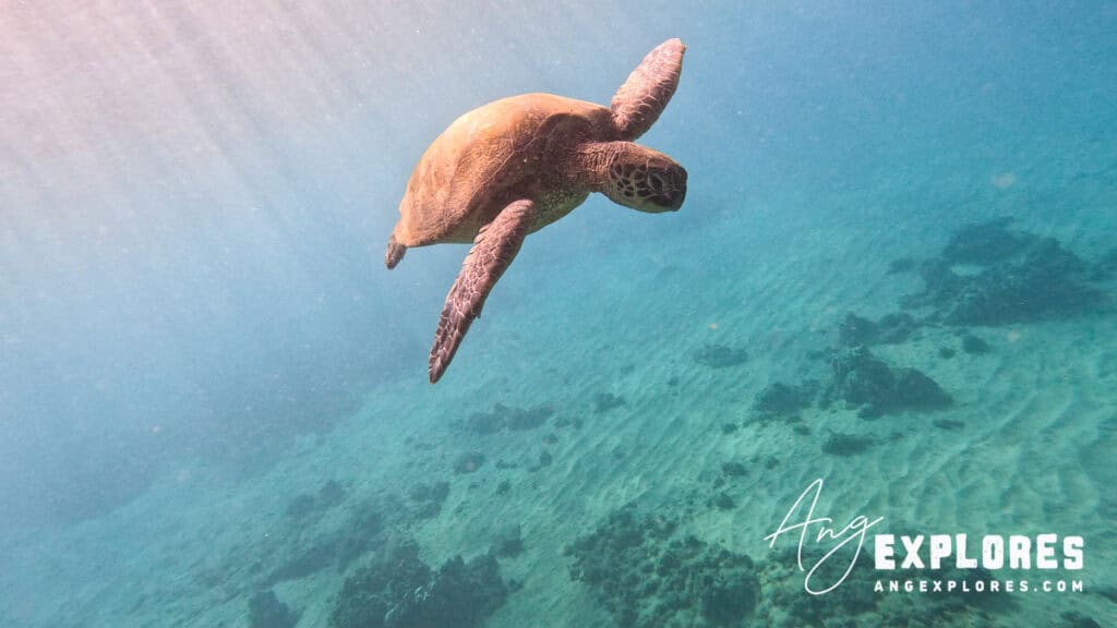 Sea turtle at Maluaka Beach Maui