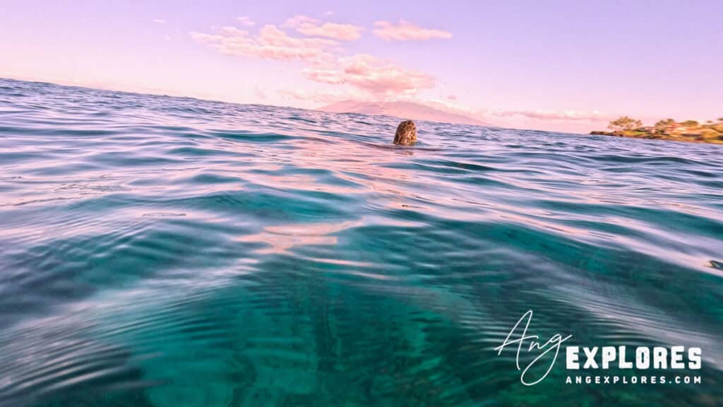 Sea Turtle coming up for air at Maluaka Beach Maui