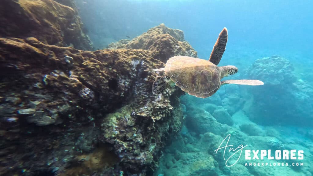 Swimming with a sea turtle at Maluaka Beach Maui