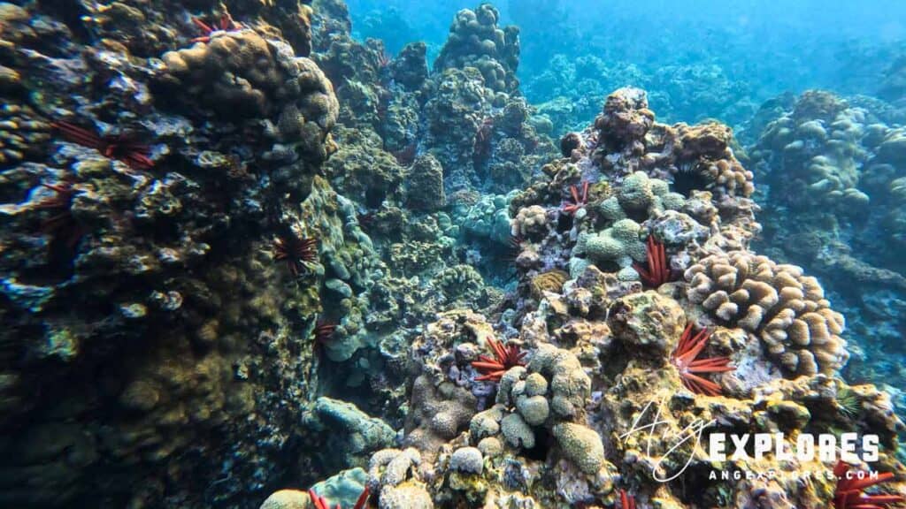 Reef and urchins at Maluaka Beach Maui