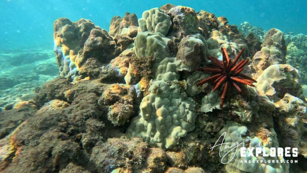 Slate Pencil Sea Urchin at 5 Caves Maui