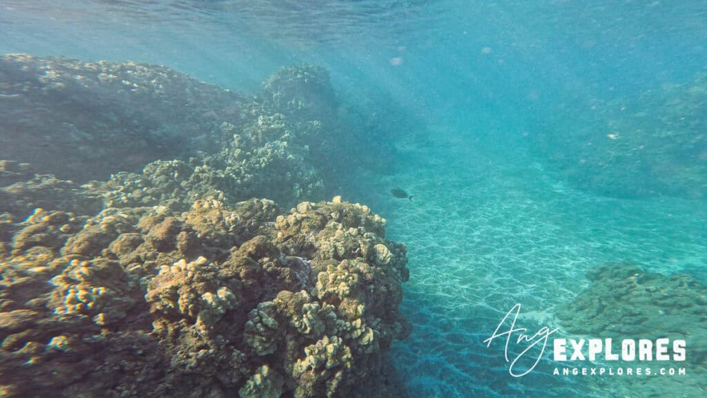 Underwater view of Mile Marker 14, Maui