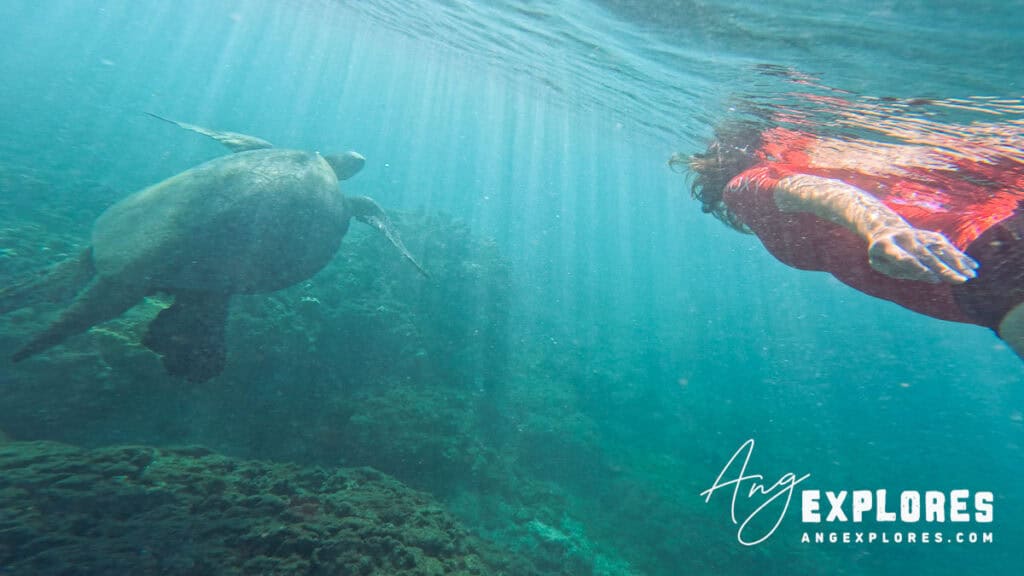 Swimming with a sea turtle at Olowalu Beach, Maui