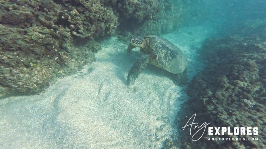Sea Turtle at Olowalu Beach