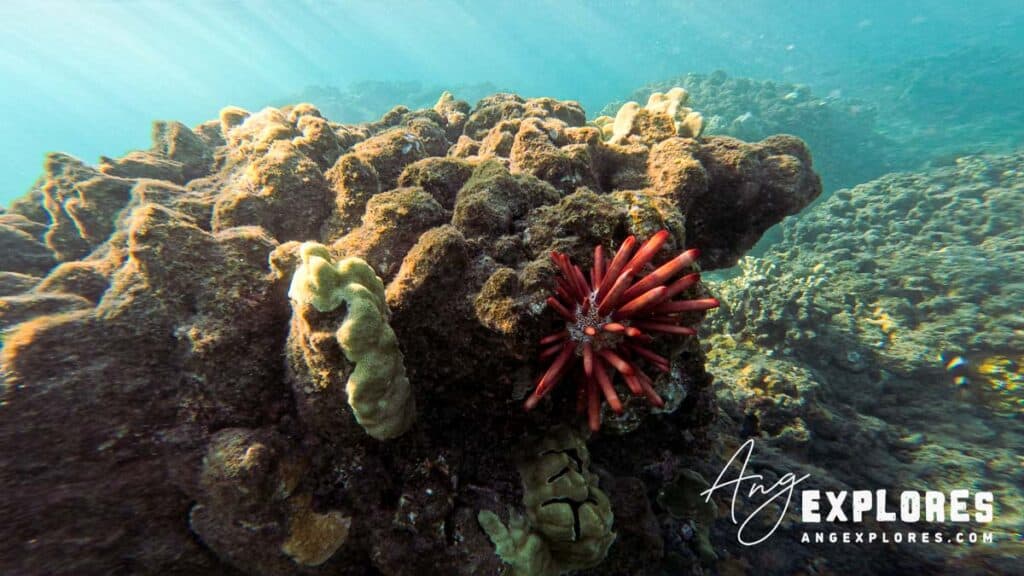 Red slate pencil sea urchin in Maui