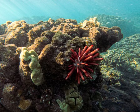 Red slate urchin at Olowalu Beach in Maui