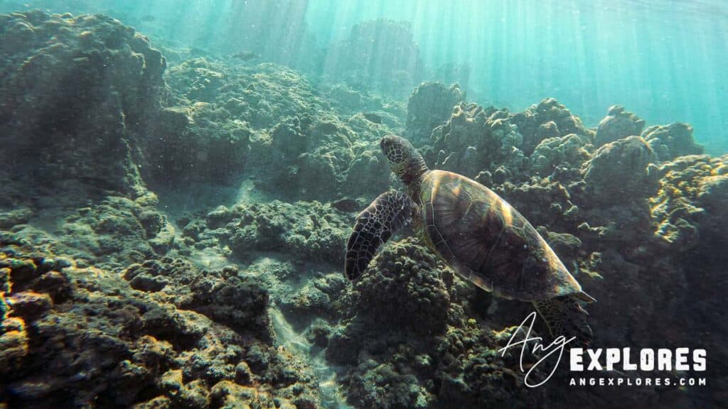 Sea Turtle swimming in the reef at Olowalu Beach Maui