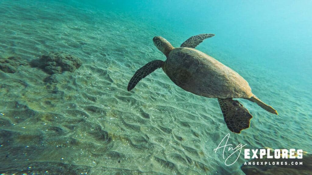 Swimming Sea Turtle at Olowalu Beach