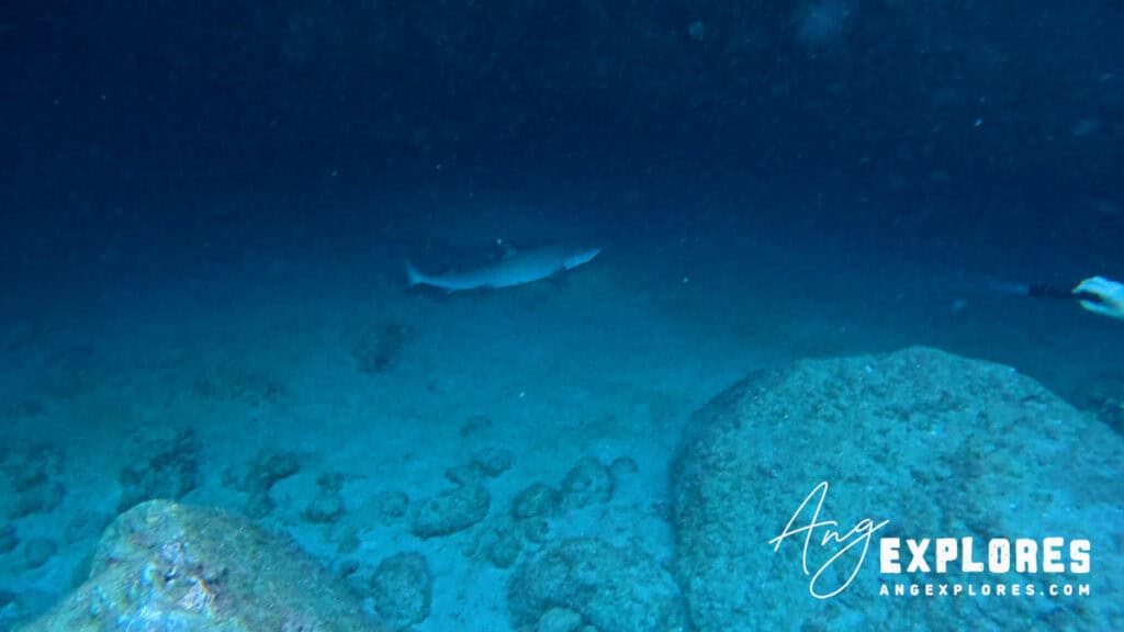 Whitetip Reef Shark Maui