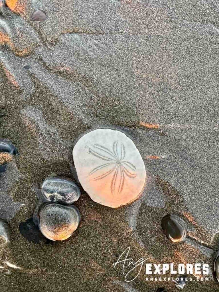 Sand dollar on Crescent Beach