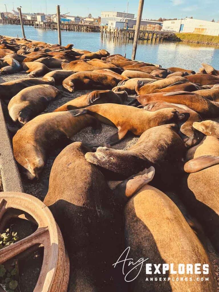 Sea Lions at Crescent City Harbor
