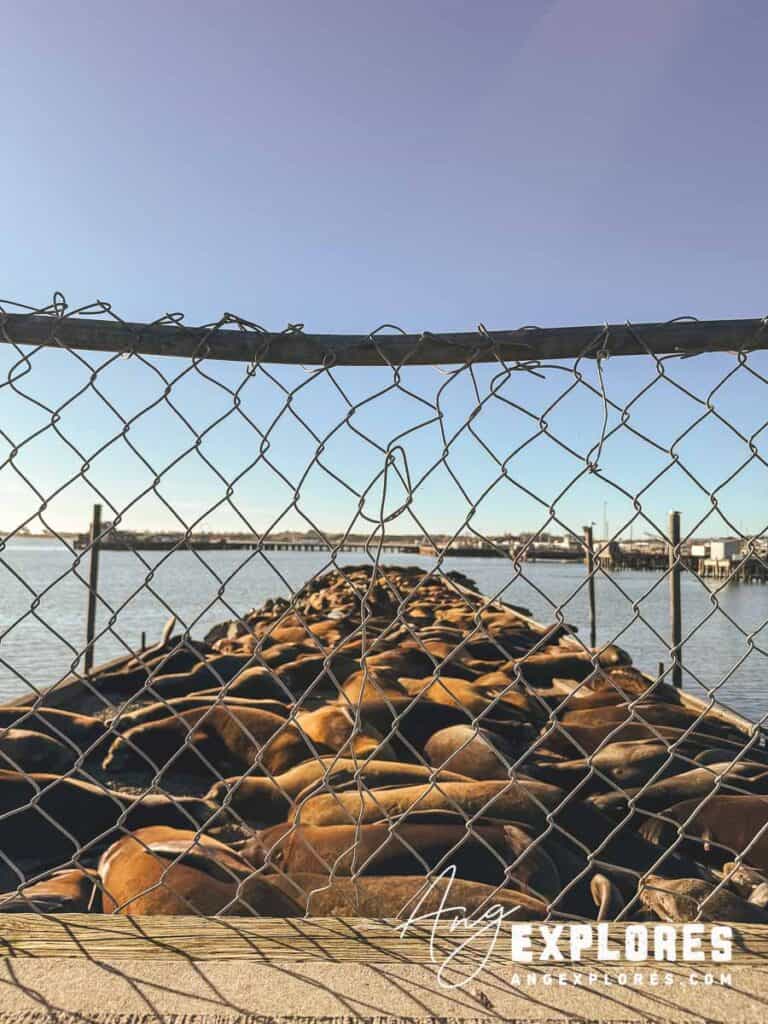 Crescent City Harbor Sea Lions