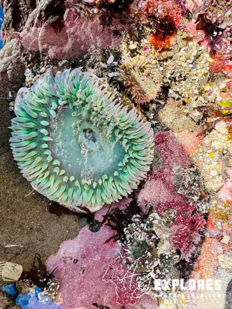 tide pool sea anemone