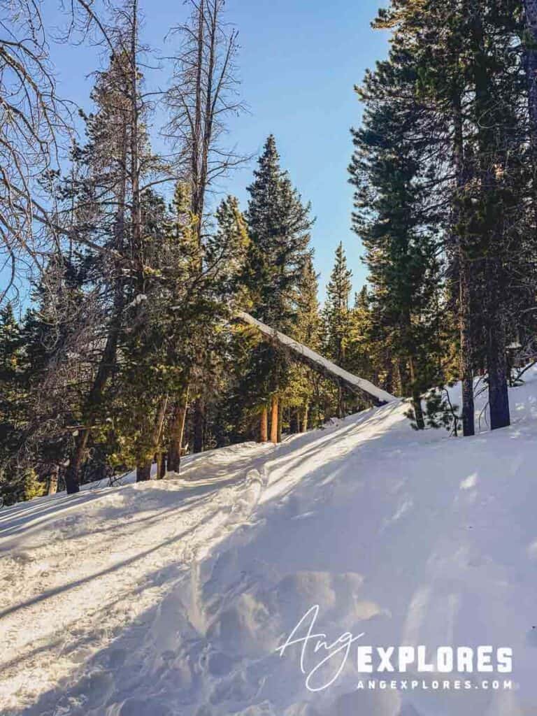 trail to nymph lake in the winter at rocky mountain national park