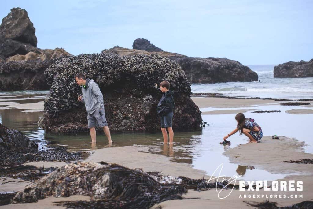 exploring-tide-pools-lincoln-city family tide pool exploring in oregon