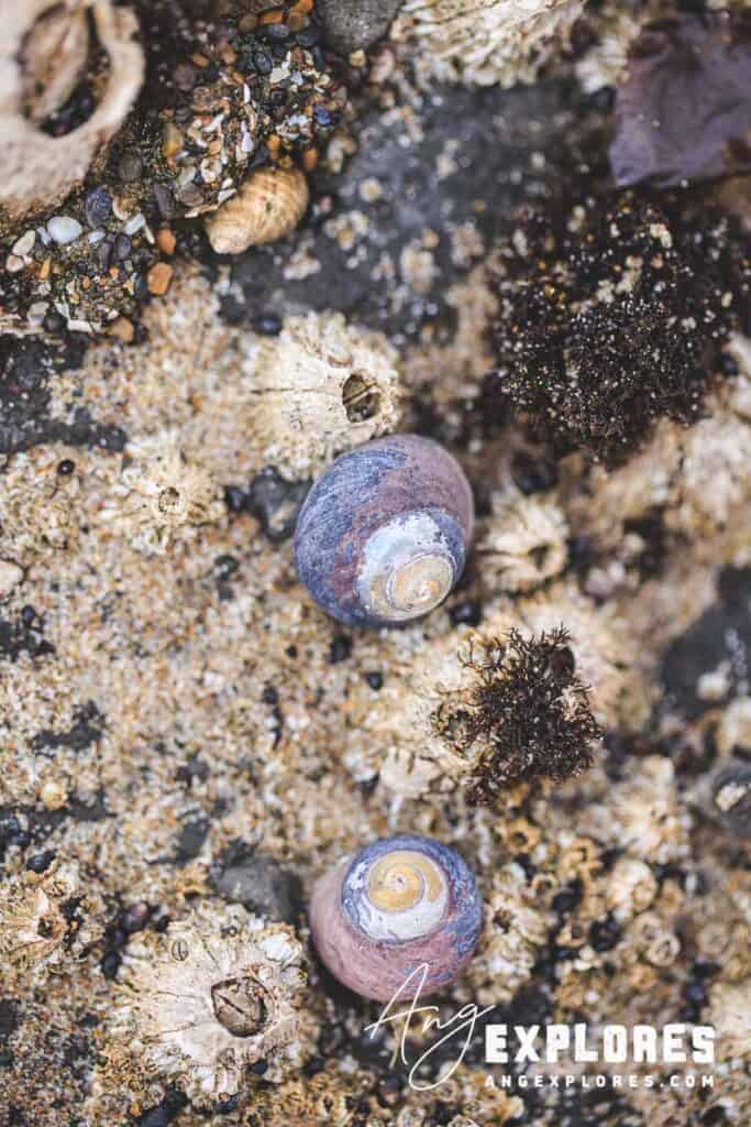 oregon-tide-pools-snails snails at tide pool