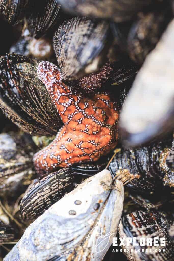 roads-end-sea-star orange sea star lincoln city