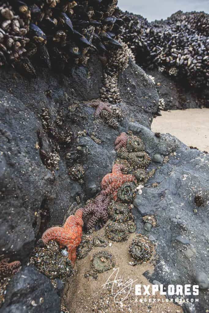 roads-end-sea-stars sea stars at low tide