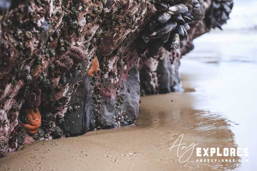 roads-end-tide-pools-starfish sea stars and mussels at roads end