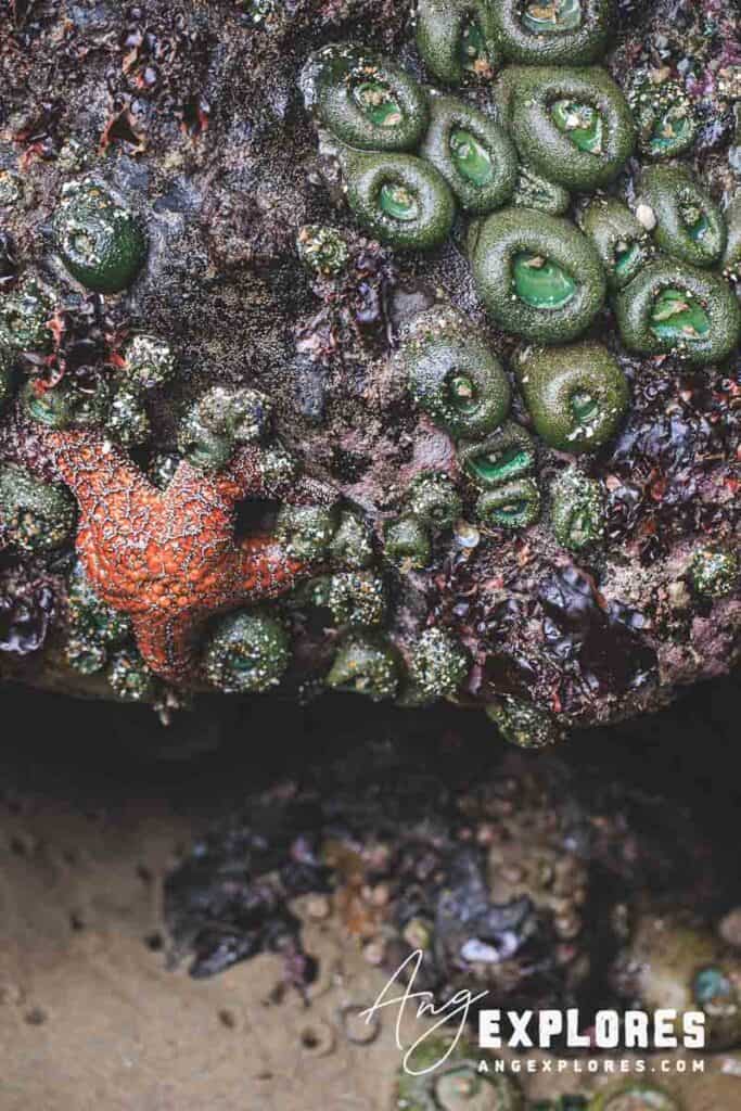 roads-end-tide-pools-starfish-anenome best tide pools in lincoln city oregon