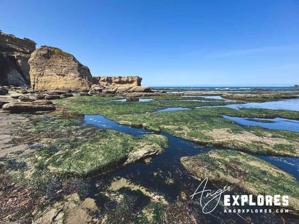 tide pools at otter crest beach