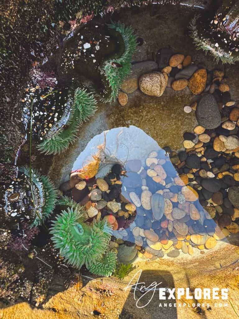 tide pools and anemones at otter crest beach