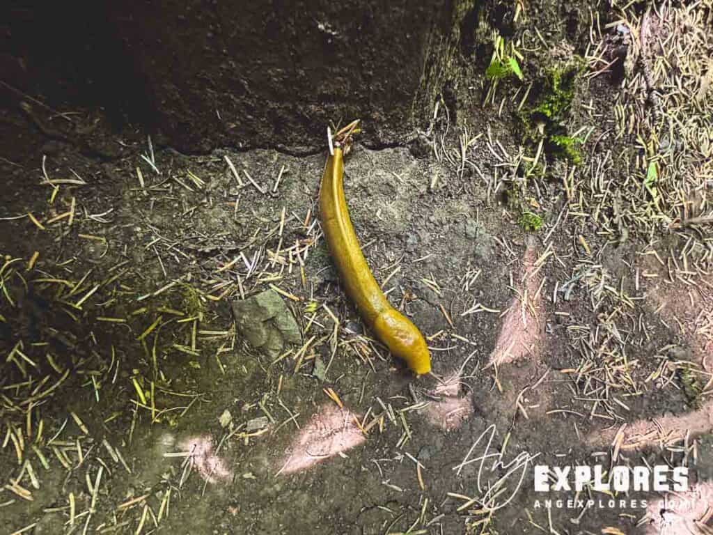 banana slug