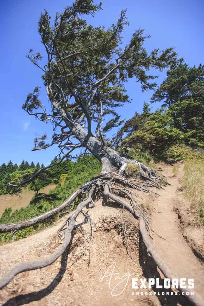 exposed tree roots on unmaintained hiking trail