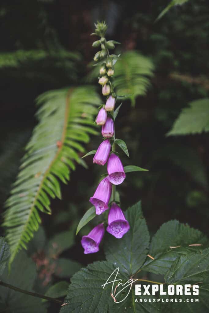 foxglove 