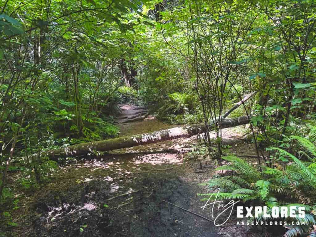 fallen tree on trail to gods thumb