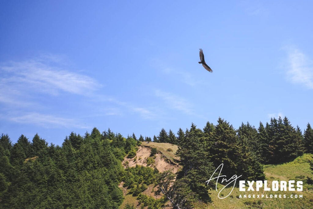 turkey vulture