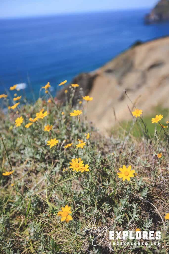 yellow wildflowers on gods thumb