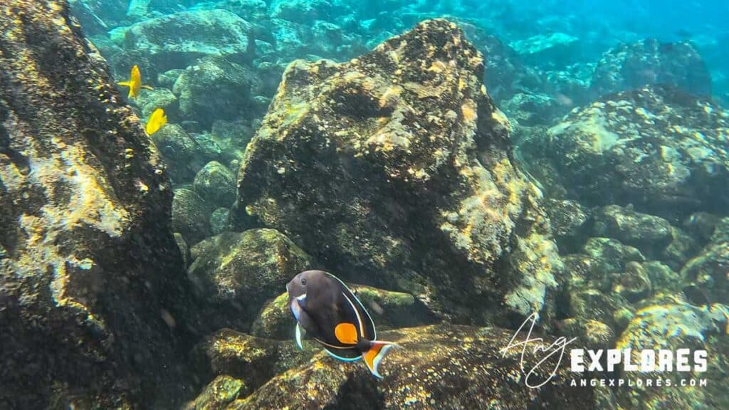 achilles tang