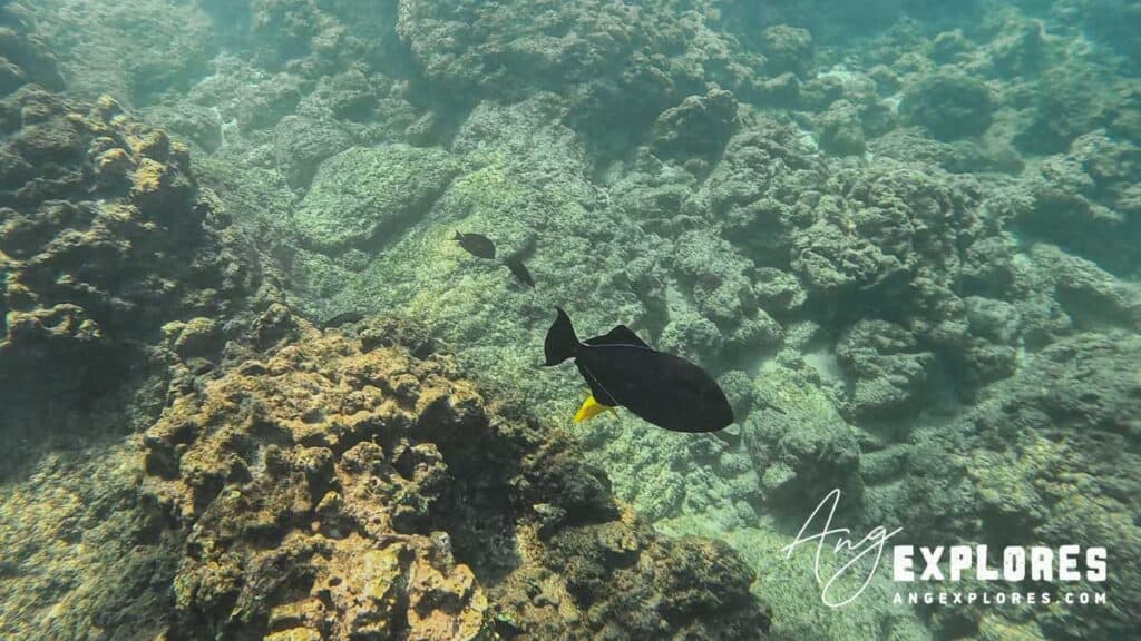 surgeonfish maui