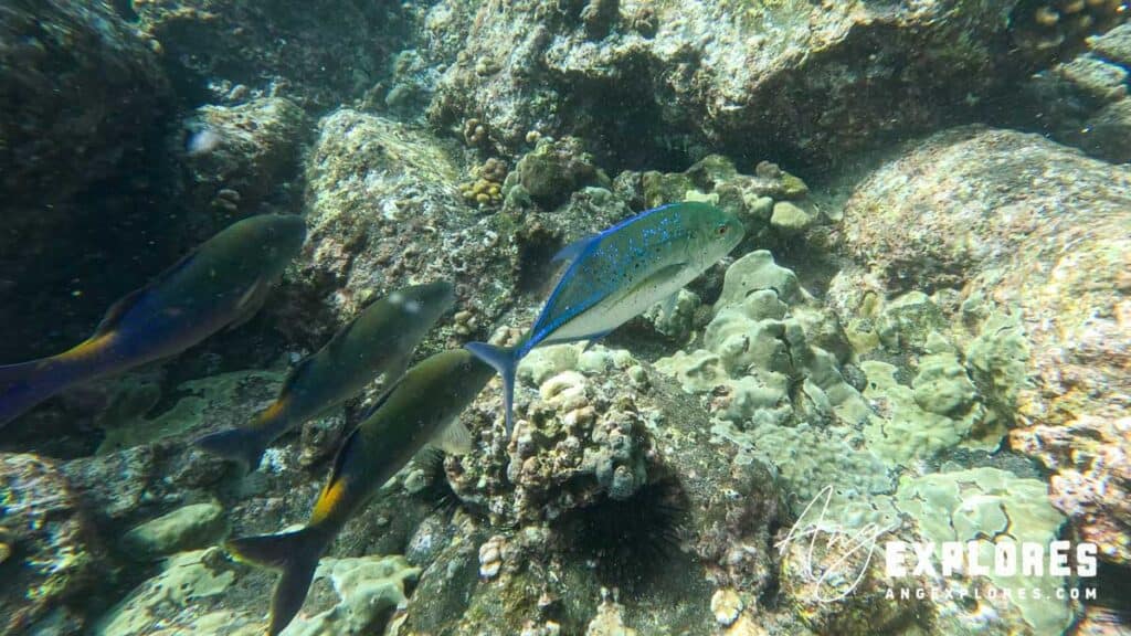 bluefin trevally