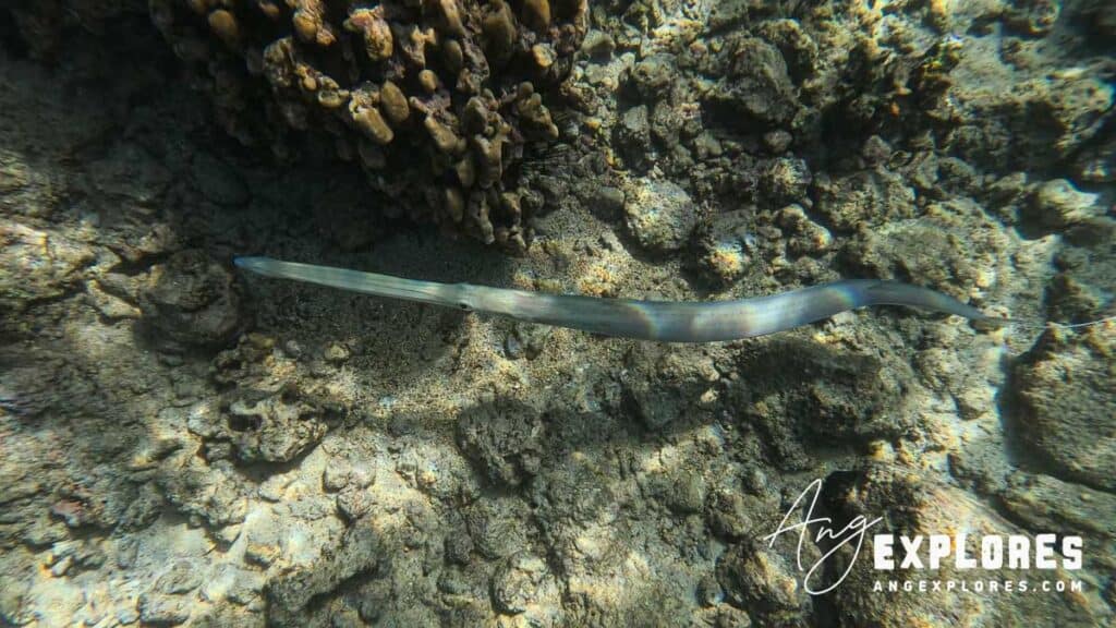 coronetfish