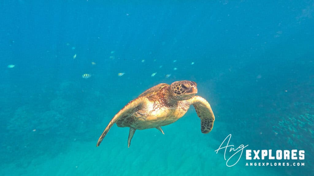 sea turtle at kahekili beach