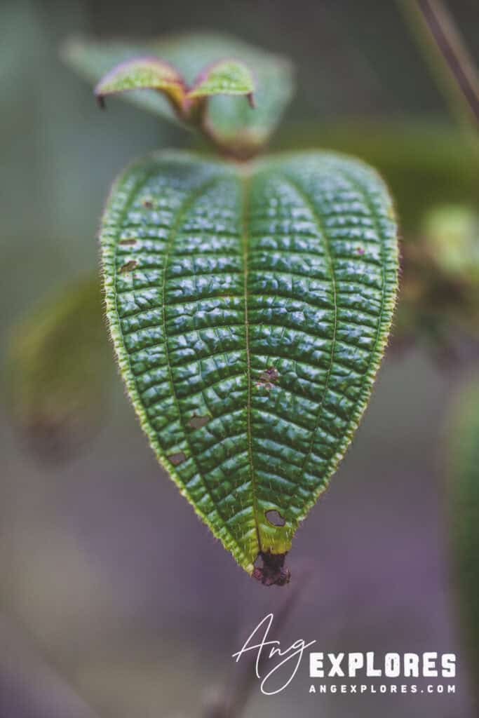 Greenery on Maui hike
