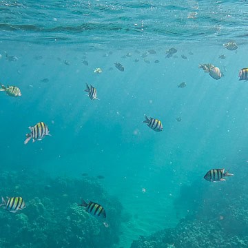Kahekili Snorkeling in Maui