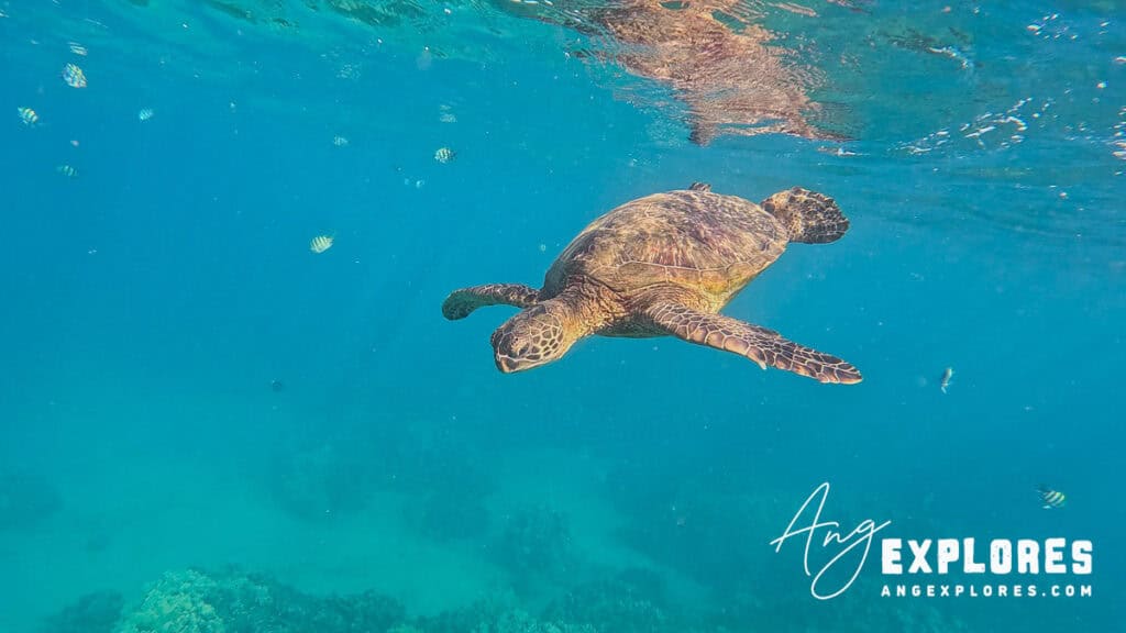 sea turtle at kahekili beach