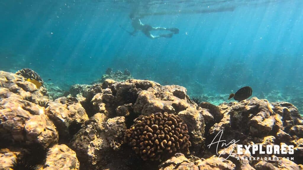 coral and snorkeler