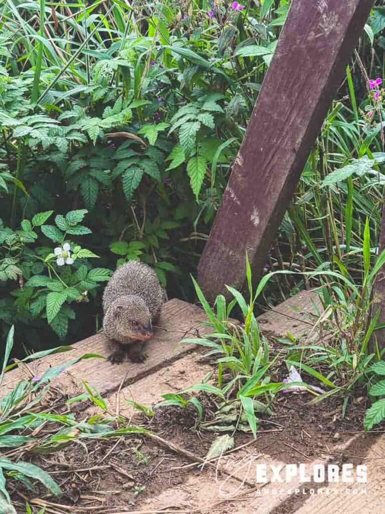 Mongoose in Maui