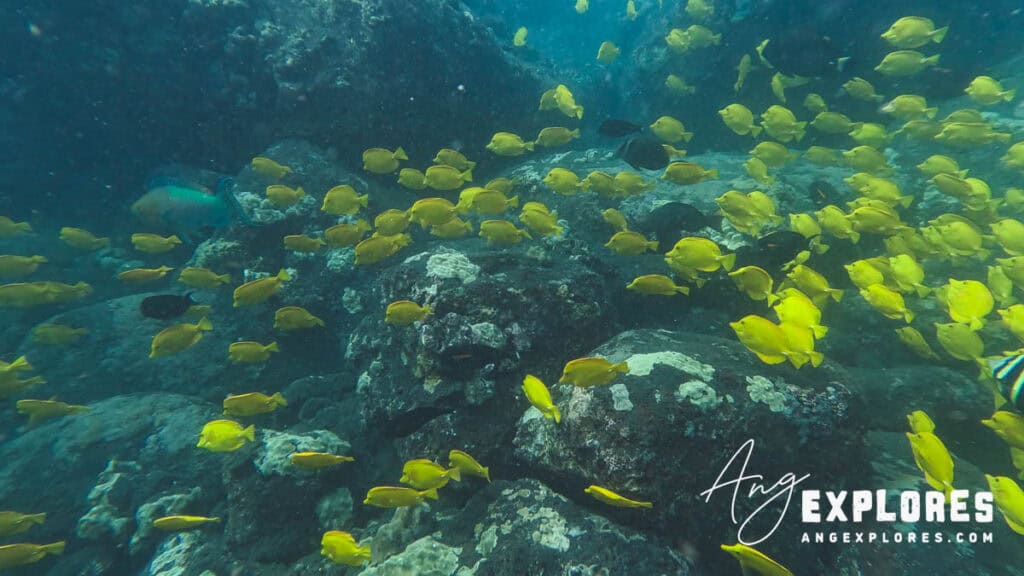 large school yellow tang