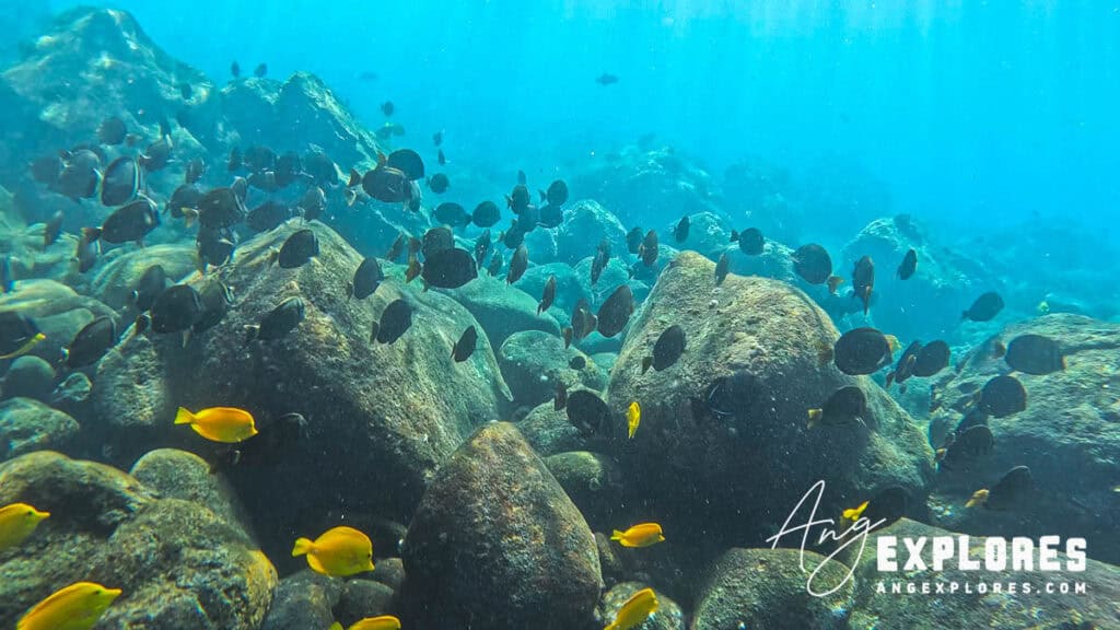 black and yellow school of fish